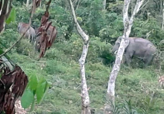 BBKSDA Riau Giring Kawanan Gajah yang Masuk Pemukiman Warga Pakai Gajah Terlatih