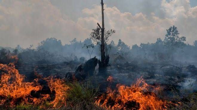 BMKG Peringatkan Potensi Karhutla dan Hujan di Musim Kemarau