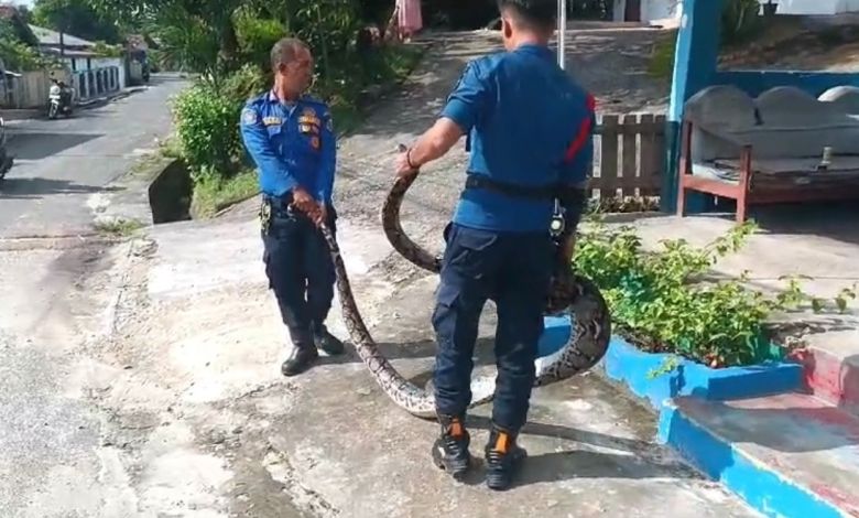 Tim Rescue Damkar Pekanbaru evakuasi ular